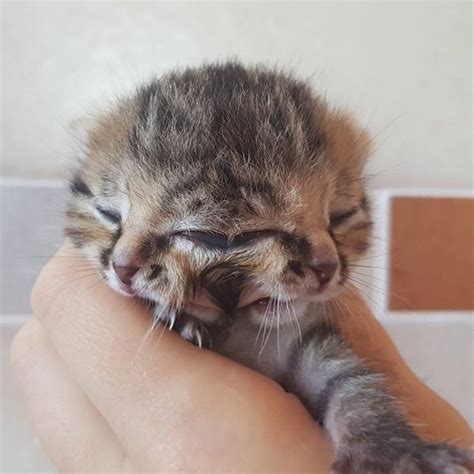 Adorable Kitten Is Born With Two Faces Due To An Extremely Rare