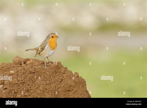 Mound Of Soil High Resolution Stock Photography And Images Alamy