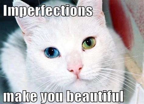 70 Most Hilarious White Cat Meme And Funny White Cat Images