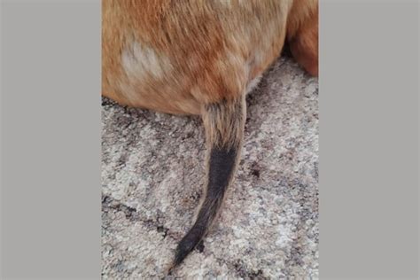 Hair Loss On A Dogs Tail 10 Causes Dr Buzbys Toegrips For Dogs