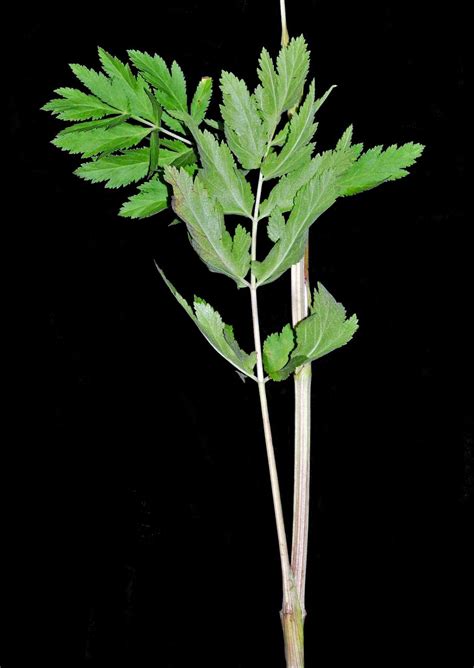 Gallery Pastinaca Sativa Wild Parsnip I Flora Of Newfoundland