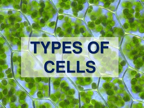 Types Of Cells