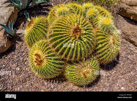 Echinocactus Grusonii Aka Golden Barrel Cactus In The Arizona Desert