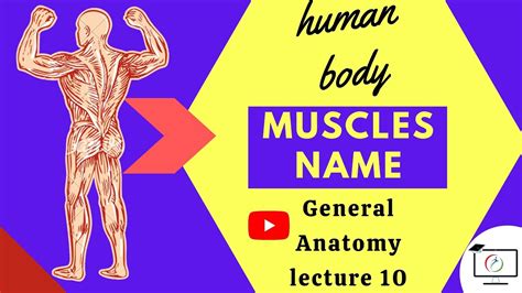 Human Body Muscles Names Anatomical Terminology Of Muscles General