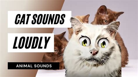 Cat Sounds Loudly Cat Screaming Sound Effect Cat Meowing Non Stop
