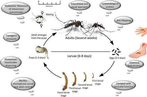 Control Strategy For Aedes Aegypti Linnaeus 1762 Population Intechopen