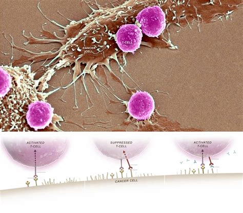 Helping T Cells Fight Cancer Graphic