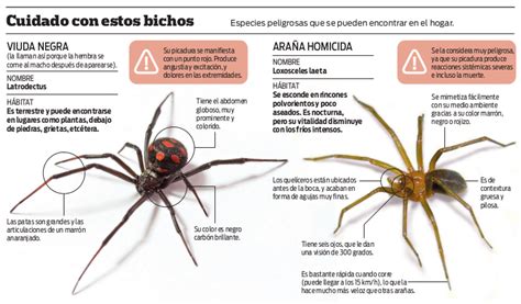 Viuda Negra Latrodectus Mactans Araña Capulina Compilacion By Dr