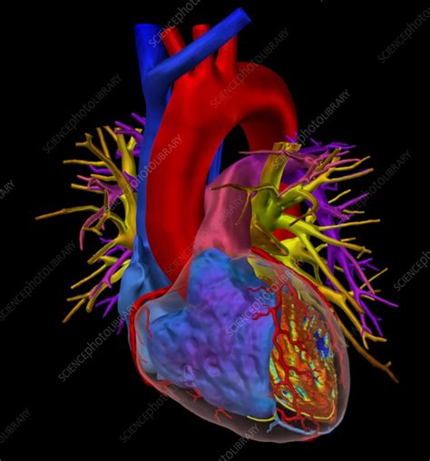 Healthy Heart 3d Ct Scan Stock Image C0581746 Science Photo Library