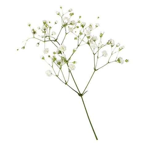 Babys Breath Png Isolated Photo Png Mart