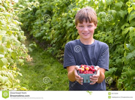 Boy Showing Freshly Picked Raspberries Stock Image - Image of healthy ...