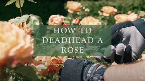 How To Deadhead A Rose By David Austin Roses Youtube
