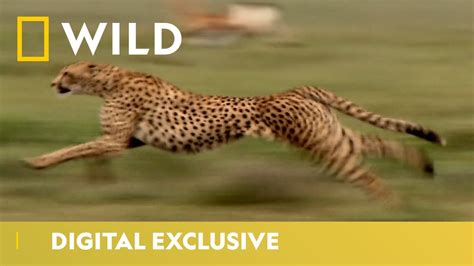 Worlds Fastest Land Animal Cheetah Facts National Geographic Wild