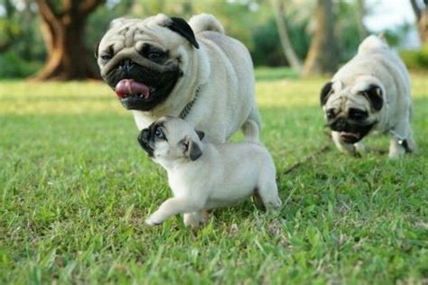Two Small Pugs Playing With Each Other In The Grass
