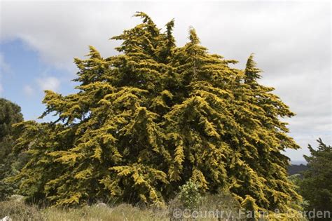 Golden Monterey Cypress Cupressus Macrocarpa Lutea Syn Aurea A