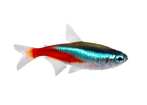 Neon Tetra Detailed Guide Care Diet And Breeding Shrimp And