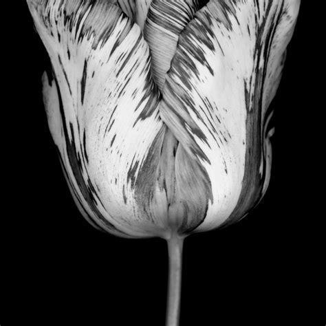 Monochrome Parrot Tulip Wall Art Photography