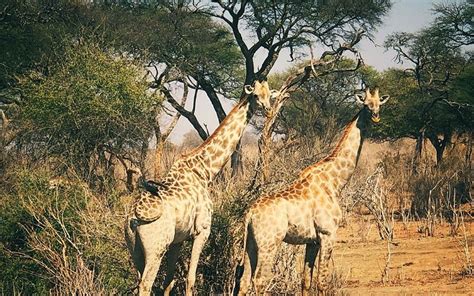 Ultimate Guide To Enjoy African Wildlife In Botswana Nomad Voyage