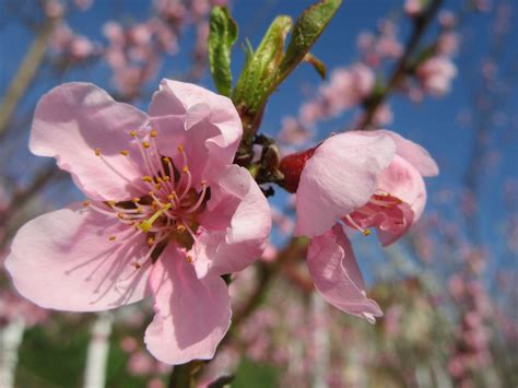 Free Images Sky Flower Petal Bloom Food Spring Produce Botany