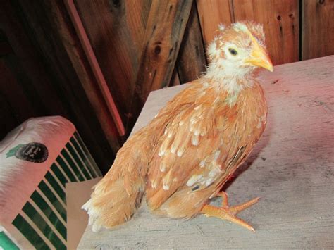 Pullet Or Cockerel New Hampshire Red