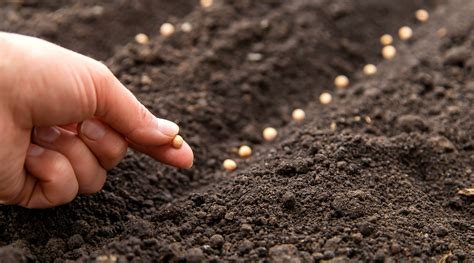 How To Direct Sow Seeds Outdoors At The Proper Depth
