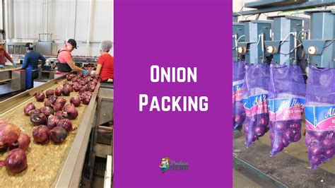 Onion Production In California Onion Packing Youtube