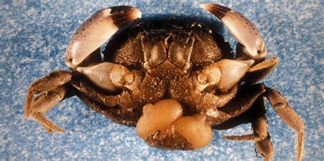 Undersea Parasite Turns Male Mud Crabs Female Smithsonian Insider