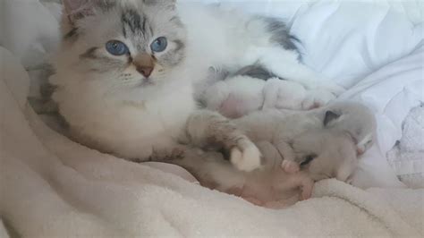 Ragdoll Cats Very Proud Mother With Her Babies11 Days Old Youtube