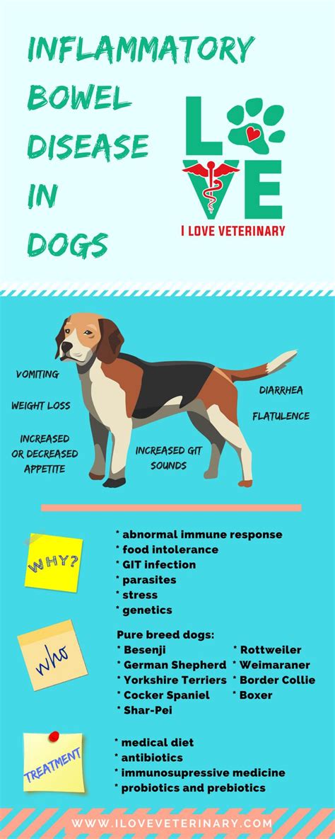 Colitis and diarrhea are often used interchangeably, but this is not quite accurate. Inflammatory Bowel Disease in Dogs - I Love Veterinary | Dog infographic, Dog illnesses ...