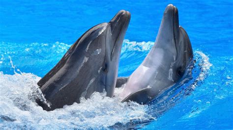 Dolphin Couple Background Wallpapers 18732 Baltana