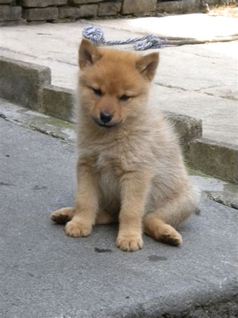 Finnish Spitz On Pinterest Pet Pictures Dog Breeds And Dogs