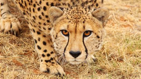 Help Cheetah Experience get through the lockdown! by Fiela Funds ...