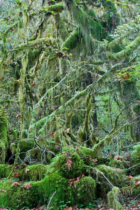 Rainforest Of Pacific Northwest Stock Image Image Of Washington