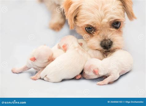 Shih Tzu Dog Breed Newborn Puppy Stock Image Image Of Eyes Cute