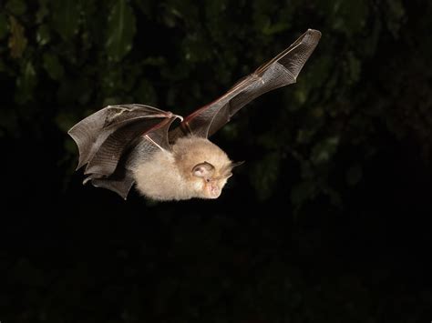 Photographing Bats In Flight With Olympus Micro Four Thirds Andrew
