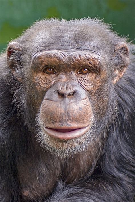 Male Chimpanzees At Project Chimps Project Chimps