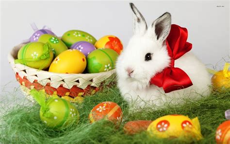 Easter Bunny Deciding Where To Hide His Easter Eggs Hd Wallpaper