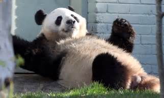 Come And Get Me Female Giant Panda At Edinburgh Zoo Reclines By The