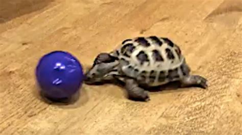 Nothing Better Than A Relatively Fast Tortoise Playing Ball Huffpost