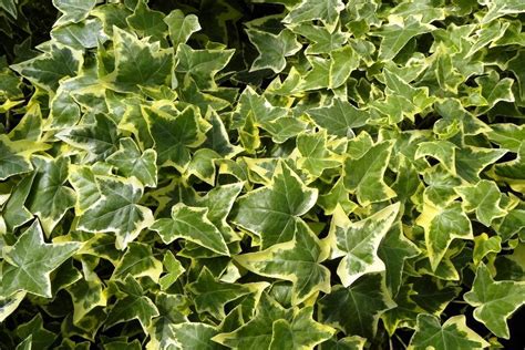 Photo Of The Leaves Of English Ivy Hedera Helix Gold Child Posted By Admin