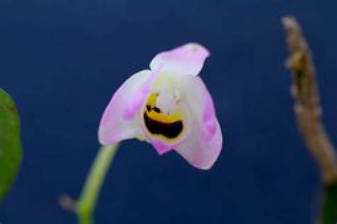 Elsner Orchideen Dendrobium Flexicaule