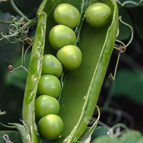Shelling Pea Massey Gem Everything For Your Garden