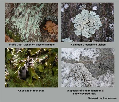 The Hidden World Of Lichens Our Changing Seasons