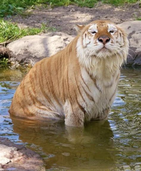 Weve All Seen Chonky Cats But How About Tiger Chonker