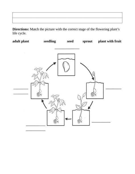 Flowering Plant Life Cycle Worksheet Plant Life Cycle Worksheet Plant Life Cycle Life Cycles