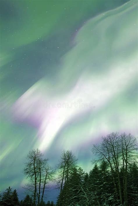 Colorful Patterns Of Aurora Borealis In And Alaskan Sky With Trees Stock Image Image Of Aurora