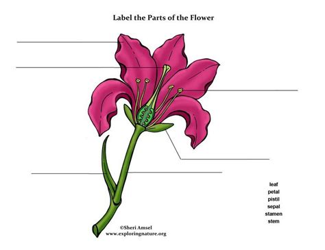 Learn The Parts Of A Flower On Parts Of A Flower