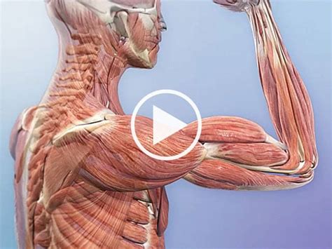 Overview Of Skeleton Learn Skeleton Anatomy