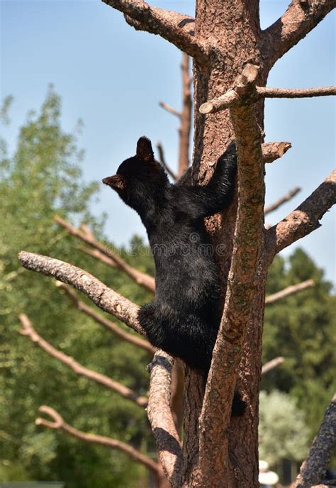 Juvenile Black Bear Cub Climbing A Tree Stock Image Image Of Predator