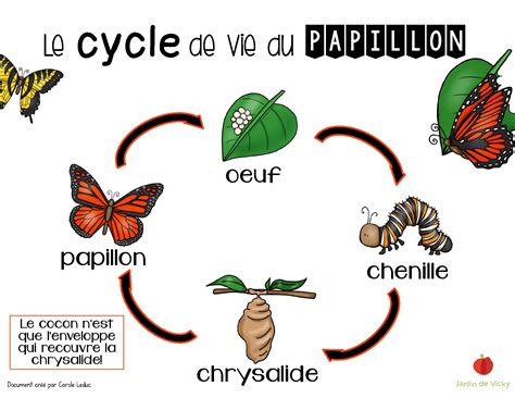 Le Cycle De Vie Du Papillon Jardin De Vicky